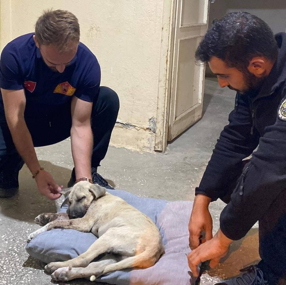 Yavru köpeğe sopalı şiddet yürekleri sızlatmıştı! Cani hakkında yasal işlem başlatıldı
