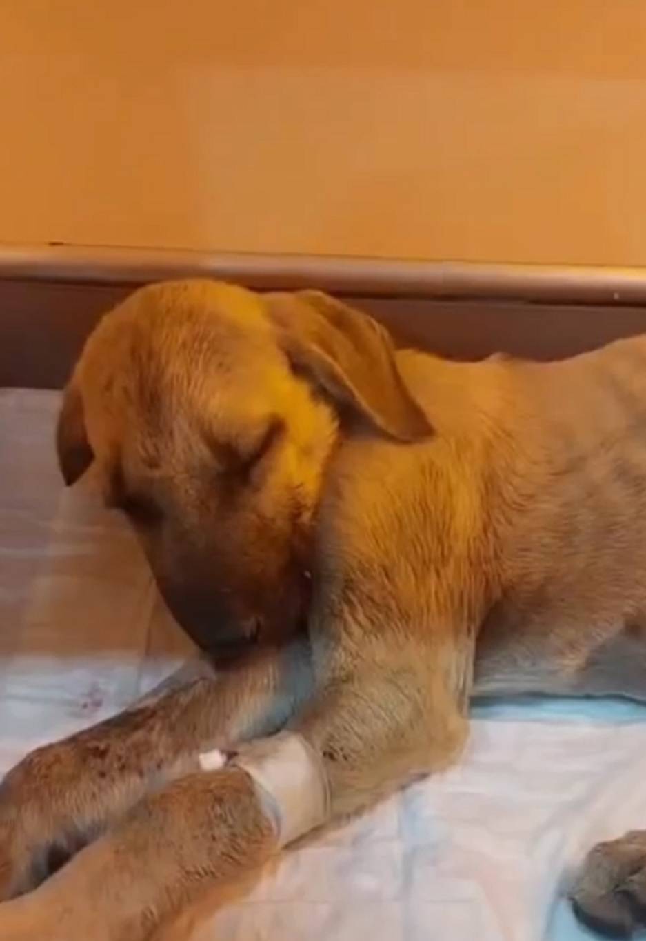 Yavru köpeğe sopalı şiddet yürekleri sızlatmıştı! Cani hakkında yasal işlem başlatıldı