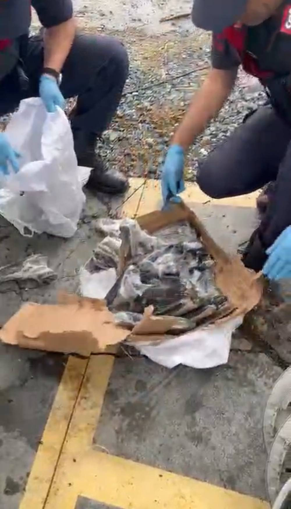 Jandarma poşetleri açınca gözlerine inanamadı! Oyuncak kutularından çıktı