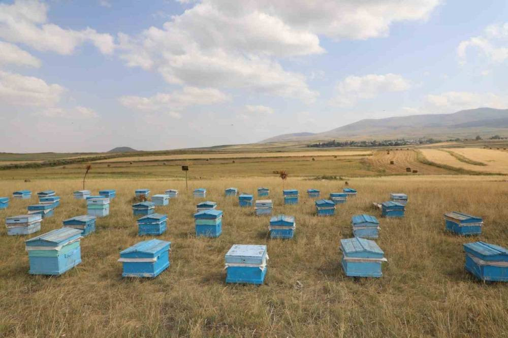 Karsta arıcılar umutlu! 2025’te rekor bekleniyor!