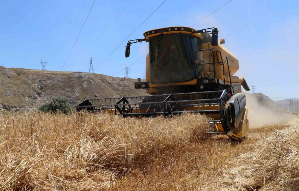 Hasat başladı, çiftçinin yüzü güldü
