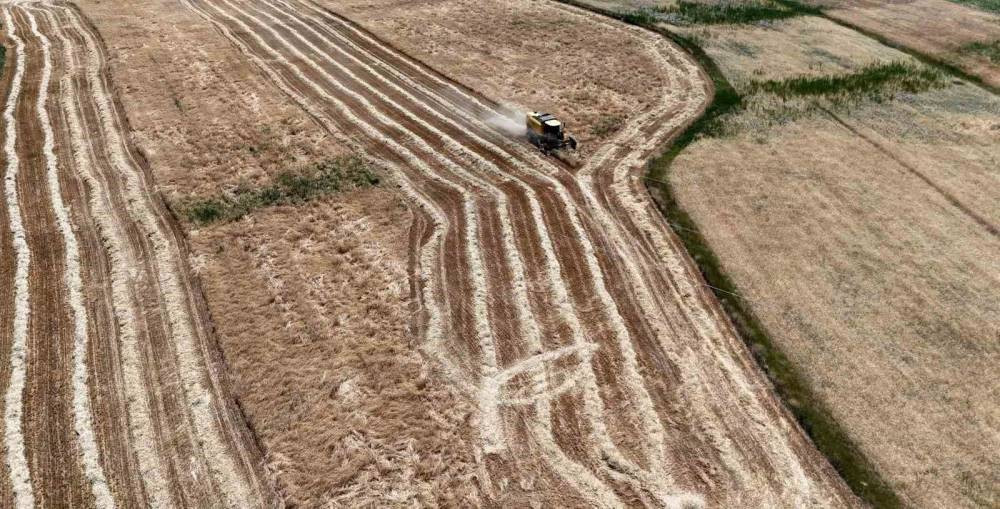Hasat başladı, çiftçinin yüzü güldü