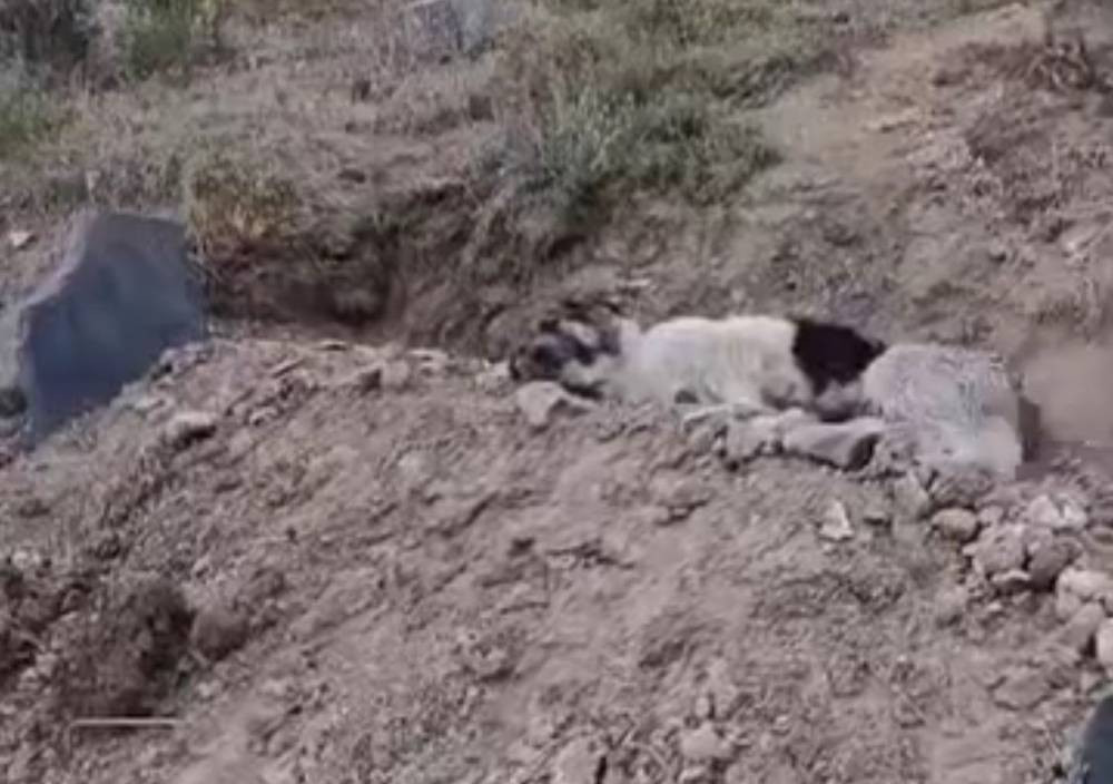 Henüz 27 yaşındaydı: Mezardaki nöbet yürekleri dağladı!