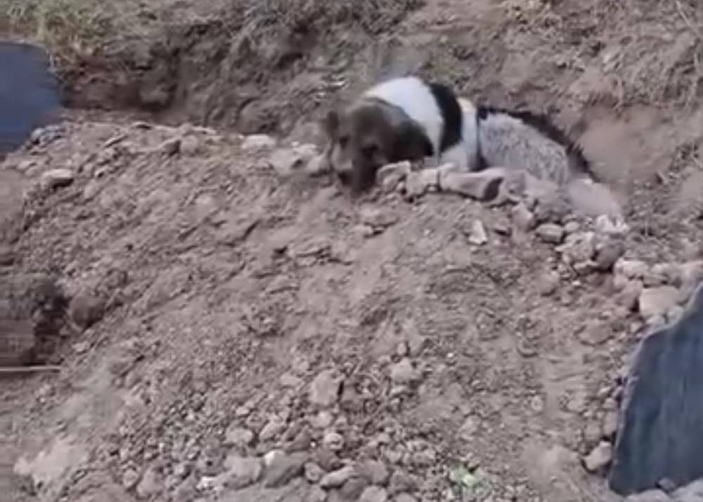 Henüz 27 yaşındaydı: Mezardaki nöbet yürekleri dağladı!