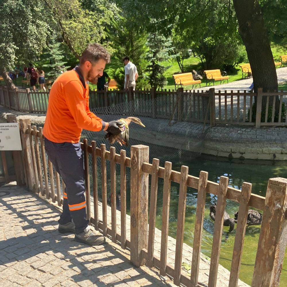 Yaralı yaban ördeğinin geçici yuvası bakın neresi oldu!