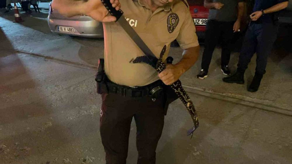 Bekçilerin gözünden kaçmadı! 60 santim uzunluğunda