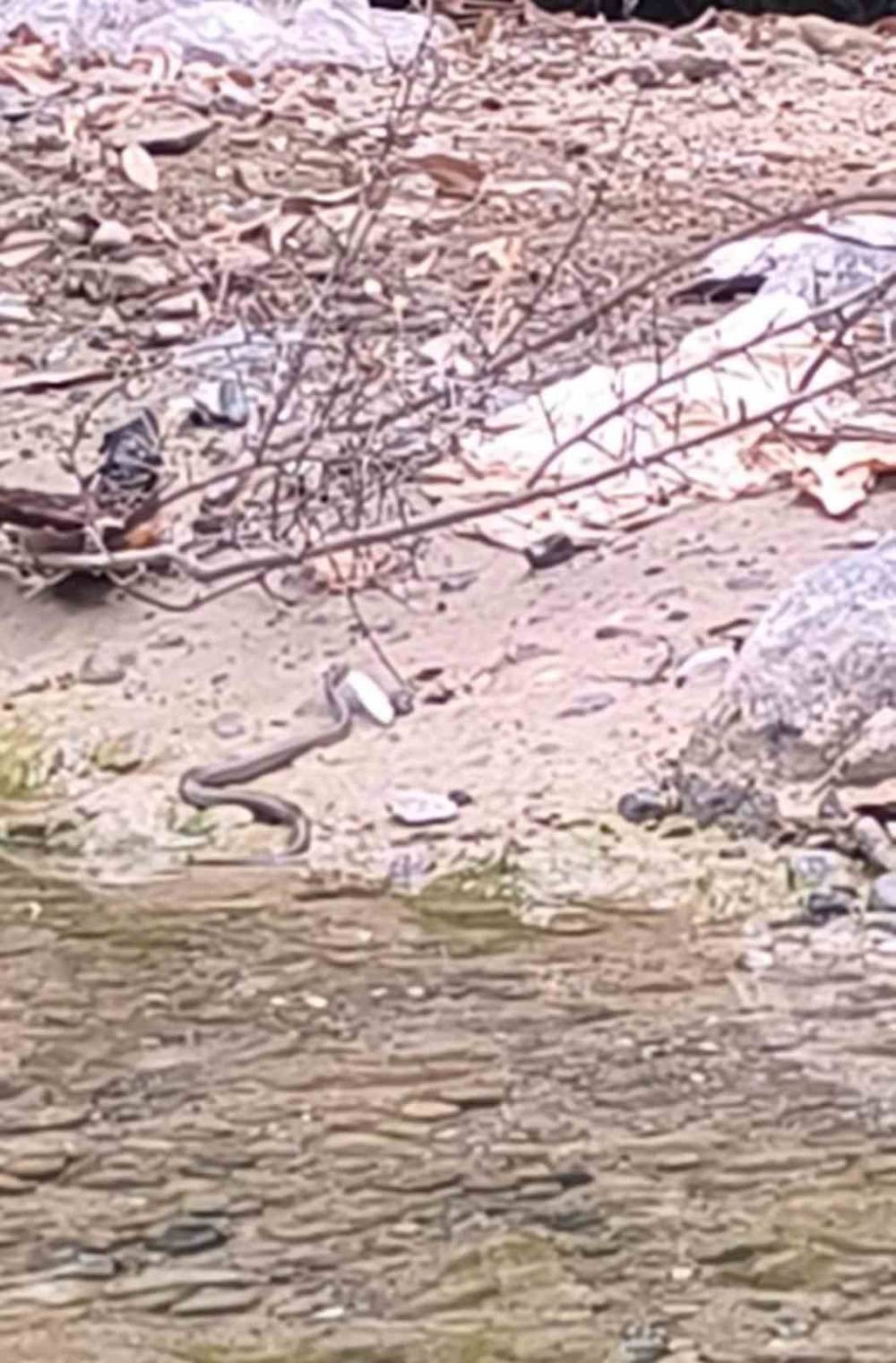 Osmaniye’de yılanın balık avı kamerada! İşte doğanın acımasız yüzü