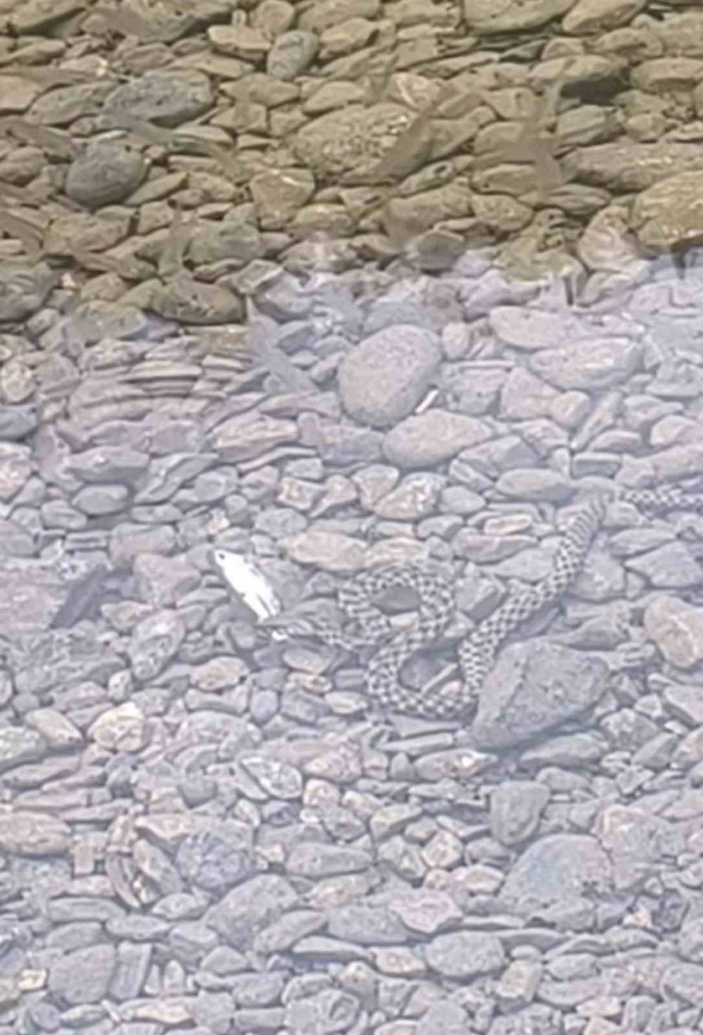 Osmaniye’de yılanın balık avı kamerada! İşte doğanın acımasız yüzü