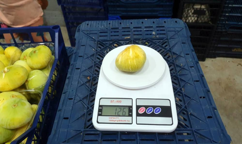 Diyetlerin vazgeçilmezi! Tanesi 20 TL’den satılıyor: Dünyadan talep var