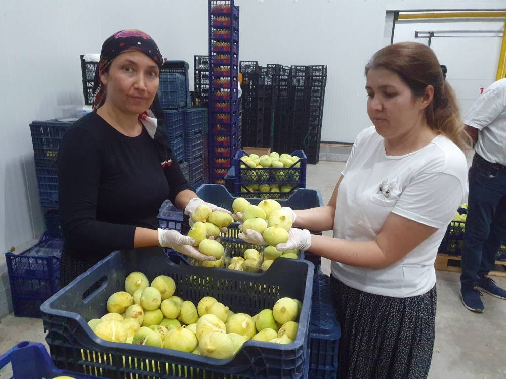 Diyetlerin vazgeçilmezi! Tanesi 20 TL’den satılıyor: Dünyadan talep var