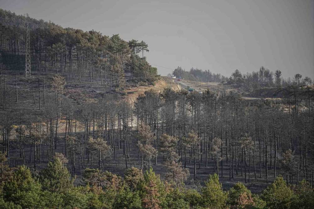 Profesör açıkladı: Yanan 3 bin hektar orman için 100 yıl gerekiyor