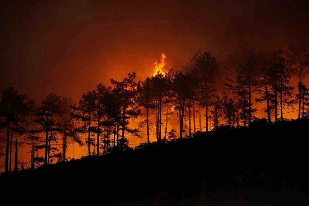 Profesör açıkladı: Yanan 3 bin hektar orman için 100 yıl gerekiyor