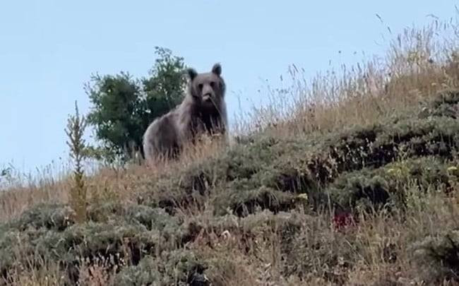 Çobanın bağırışı yetti! Hayvan otlatırken ayıyla burun buruna geldi