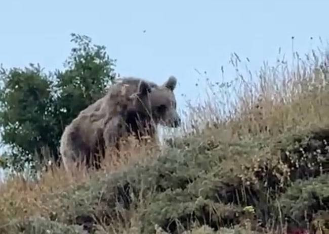 Çobanın bağırışı yetti! Hayvan otlatırken ayıyla burun buruna geldi