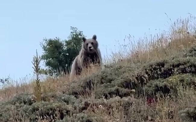 Çobanın bağırışı yetti! Hayvan otlatırken ayıyla burun buruna geldi