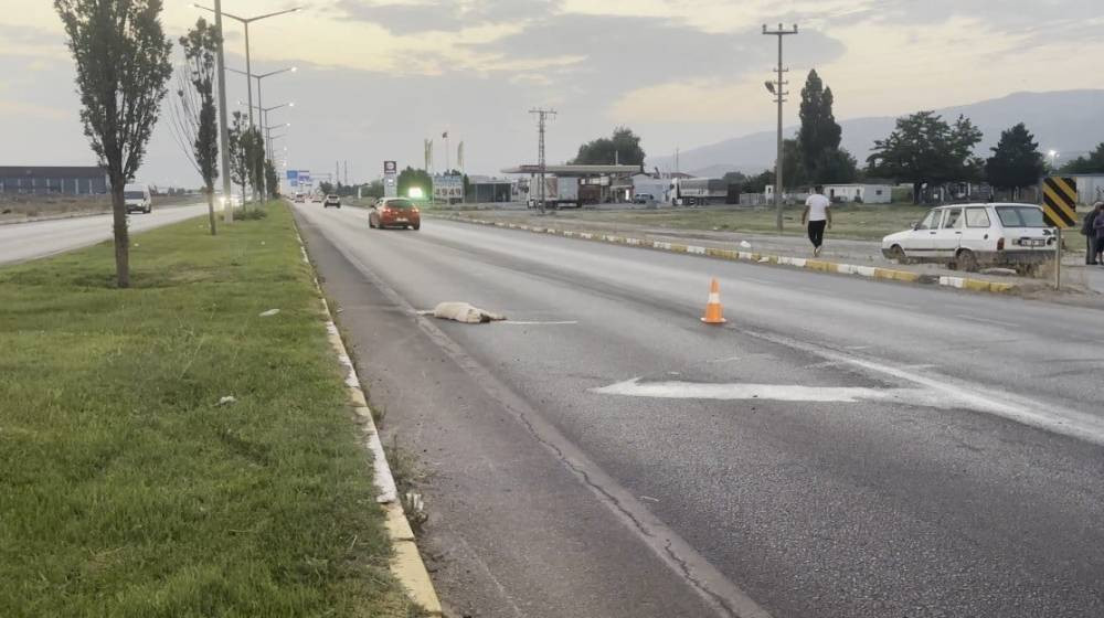 Köpeğin veda nöbeti yürekleri sızlattı!