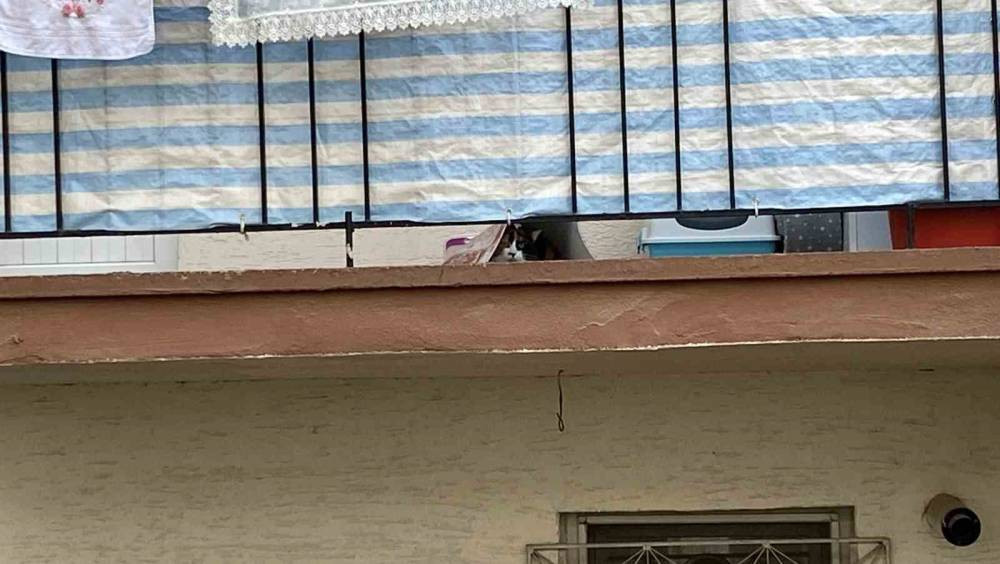 Vicdansızlığın böylesi: Kediyi balkona mahkum etti iddiası!