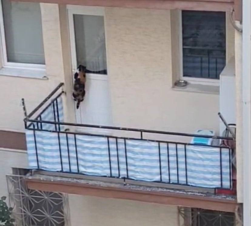 Vicdansızlığın böylesi: Kediyi balkona mahkum etti iddiası!