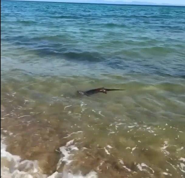 Su samuru sürprizi: Enez'de tatilciler şaşkın!