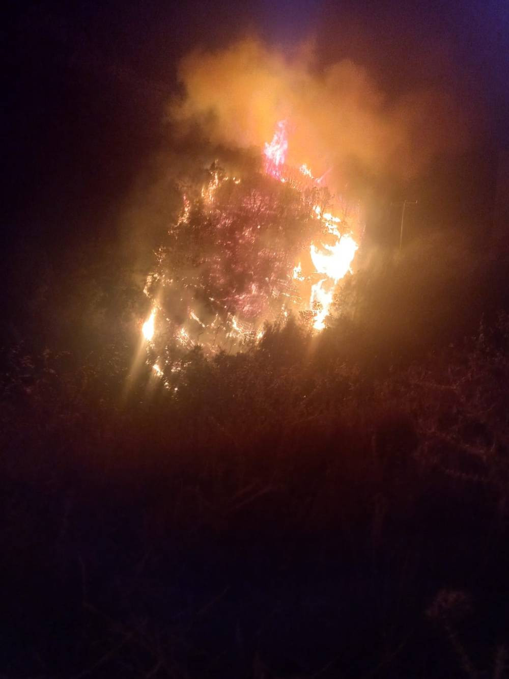 Aydın orman yangını büyümeden kontrol altına alındı