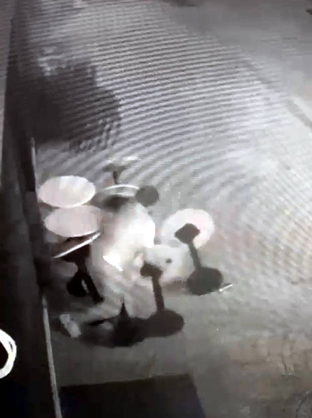 Masaları devirdi, topladı! Kalktı kameraya dönüp özür diledi