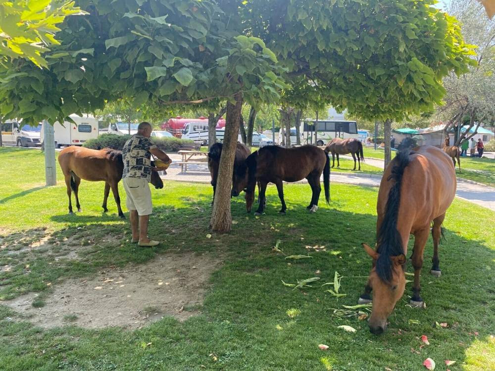 Spil Dağı’nda aç kalan Yılkı atları Laleli Pazarı’na indi: Karpuz ve kavun keyfi yaptılar!