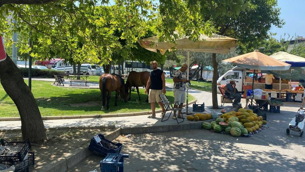 Spil Dağı’nda aç kalan Yılkı atları Laleli Pazarı’na indi: Karpuz ve kavun keyfi yaptılar!