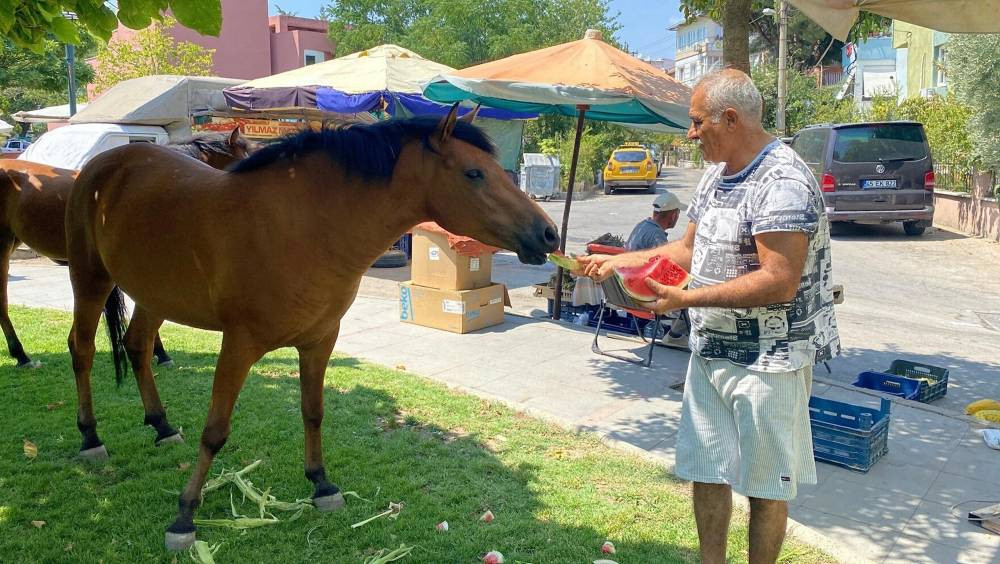 Spil Dağı’nda aç kalan Yılkı atları Laleli Pazarı’na indi: Karpuz ve kavun keyfi yaptılar!