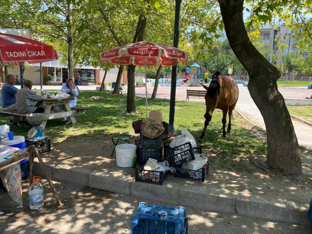 Spil Dağı’nda aç kalan Yılkı atları Laleli Pazarı’na indi: Karpuz ve kavun keyfi yaptılar!