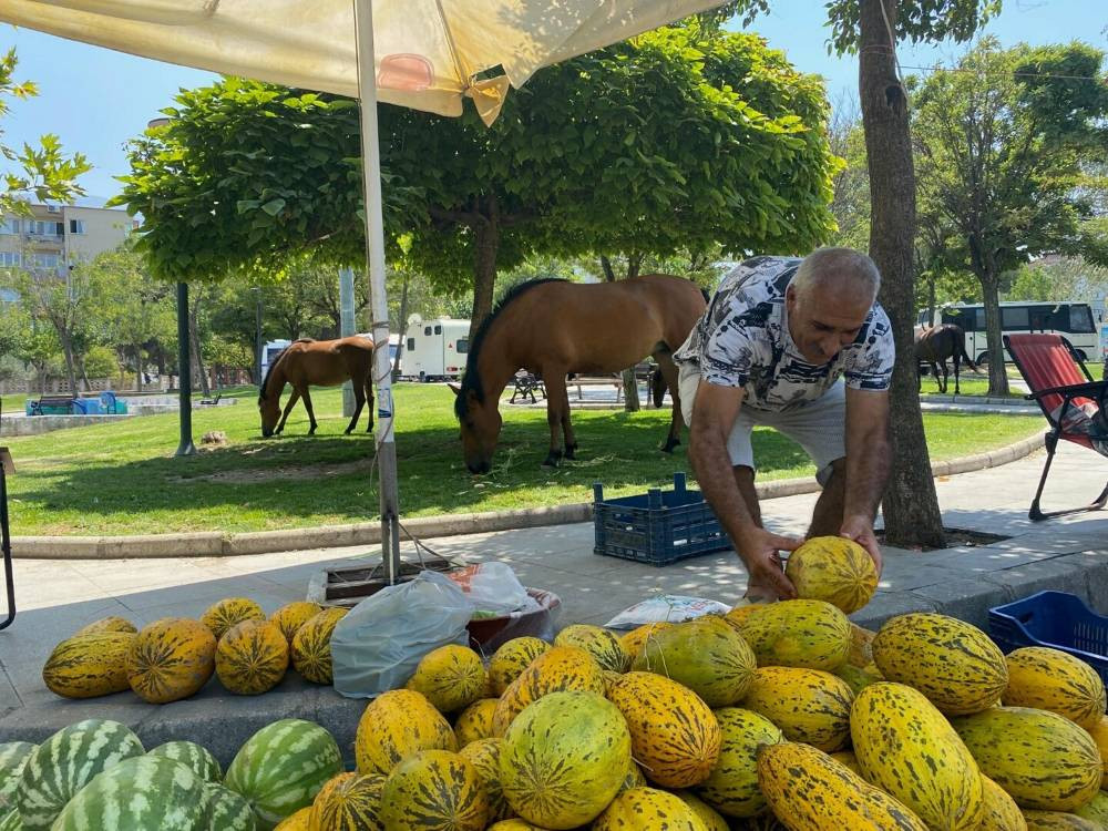 Spil Dağı’nda aç kalan Yılkı atları Laleli Pazarı’na indi: Karpuz ve kavun keyfi yaptılar!