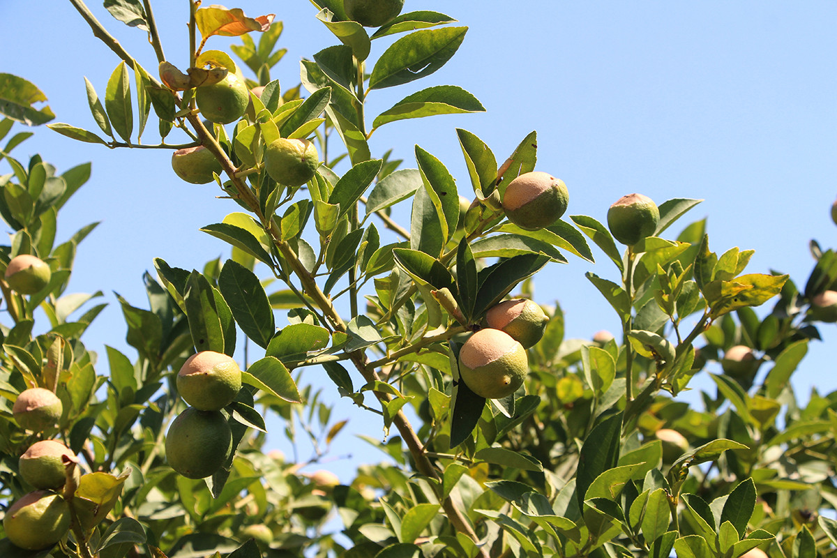 asiri-sicaklar-limonu-yakti-rekoltede-buyuk-dusus-yenicag-6.jpg