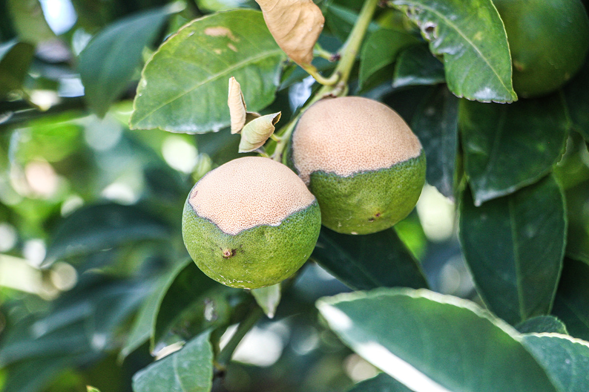 asiri-sicaklar-limonu-yakti-rekoltede-buyuk-dusus-yenicag-7.jpg