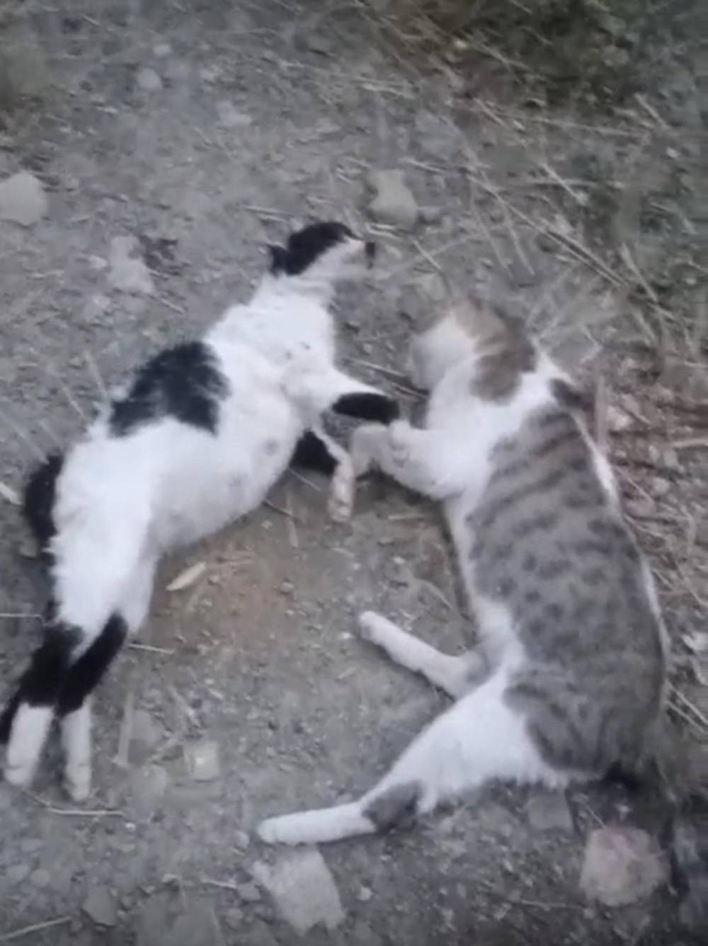 Vicdanların çığır ettiği nokta... Adres farklı, vahşet aynı!