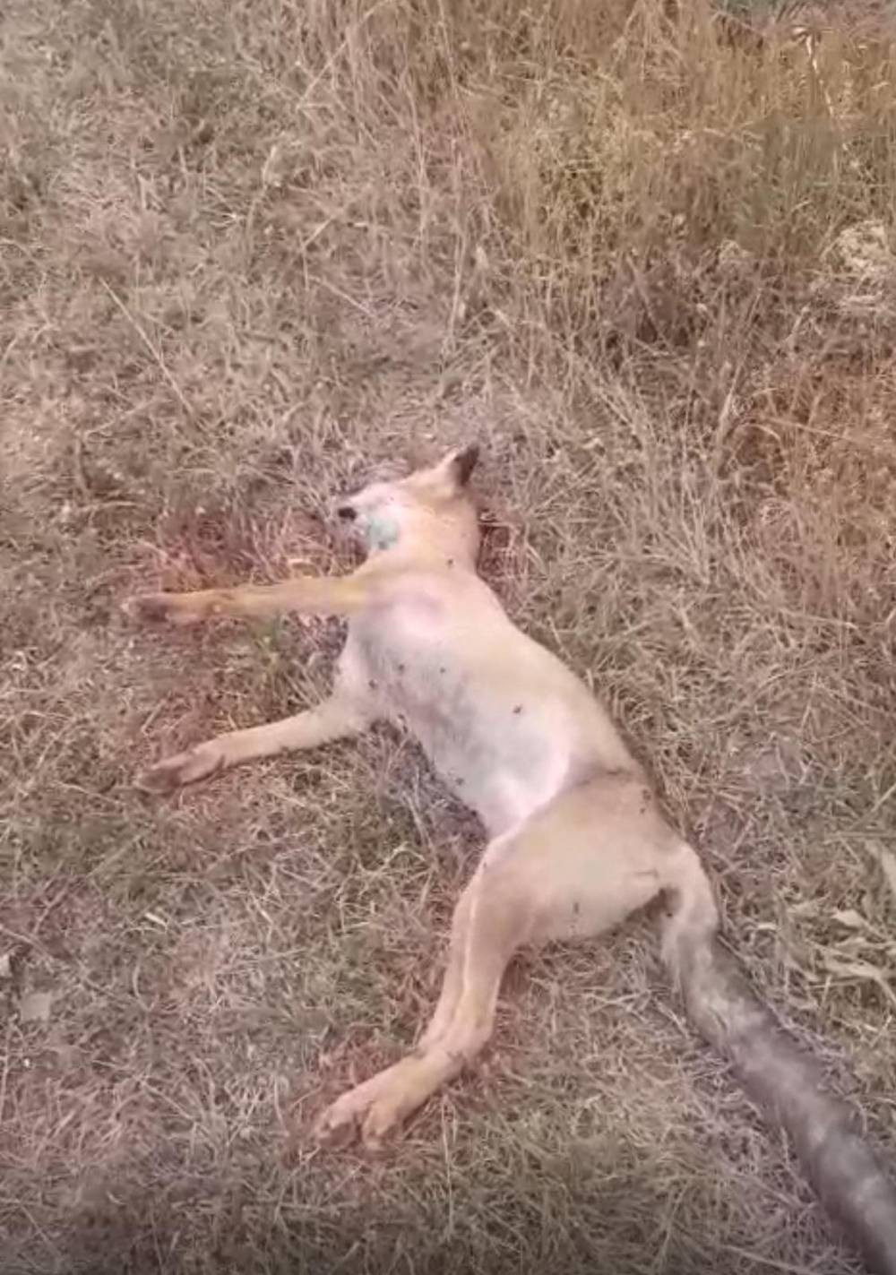 Vicdanların çığır ettiği nokta... Adres farklı, vahşet aynı!