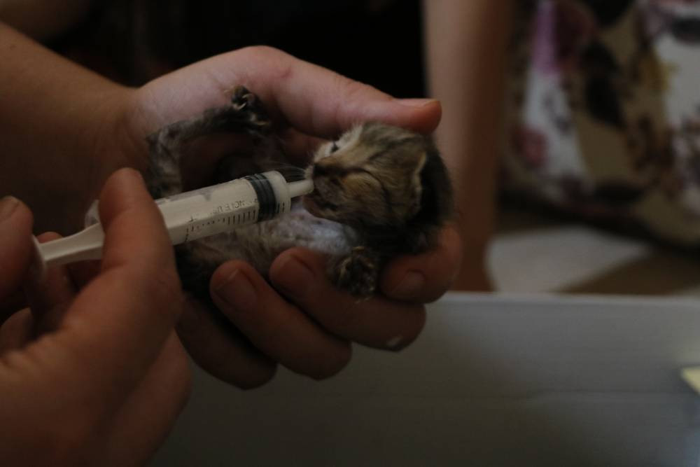 Vicdanların çığır ettiği nokta... Adres farklı, vahşet aynı!