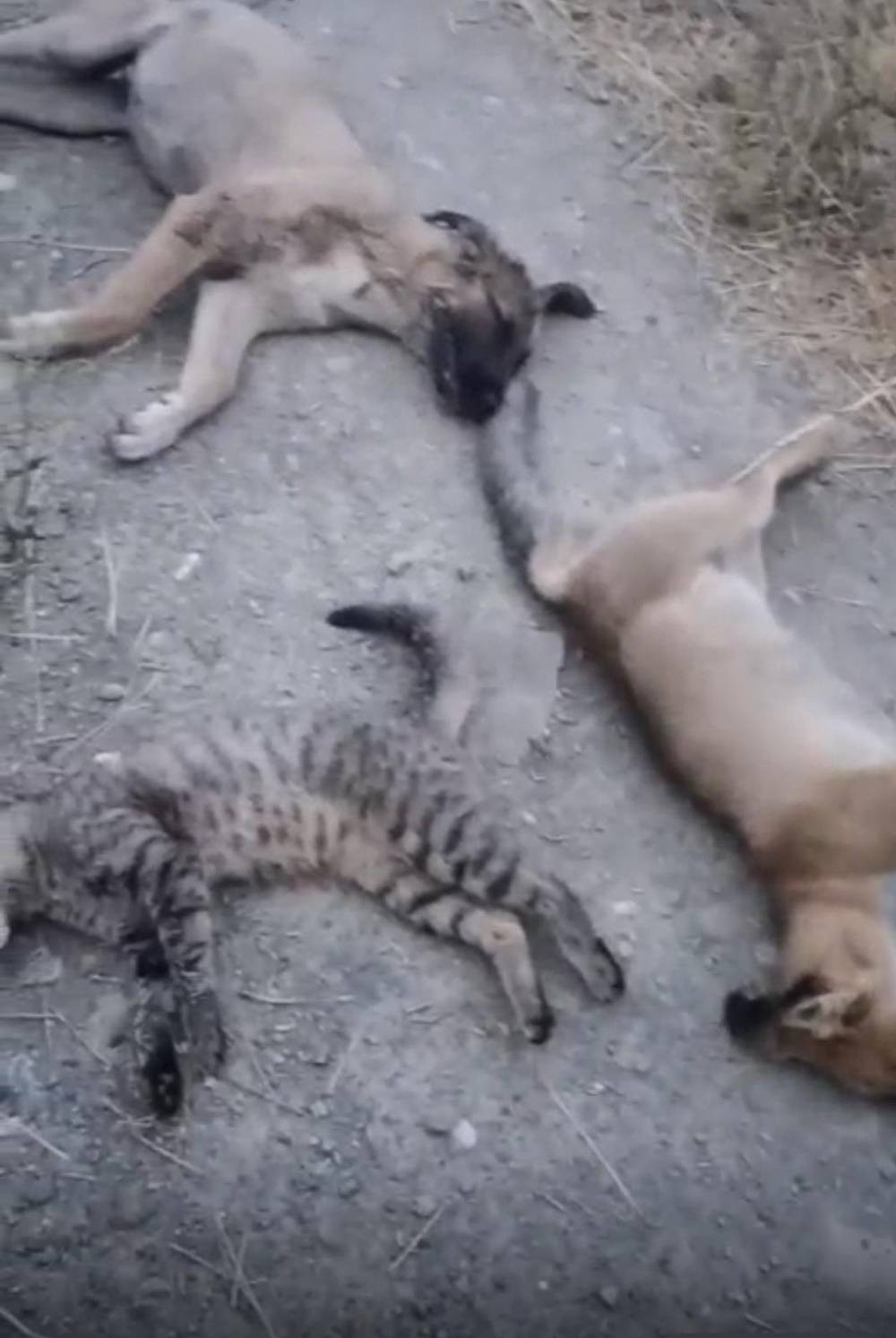 Vicdanların çığır ettiği nokta... Adres farklı, vahşet aynı!