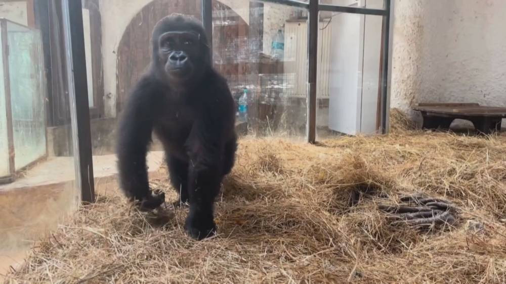 Geri dönüş yolculuğu başlıyor! THY uçağıyla özel kafeste götürülecek