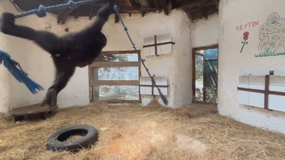 Geri dönüş yolculuğu başlıyor! THY uçağıyla özel kafeste götürülecek