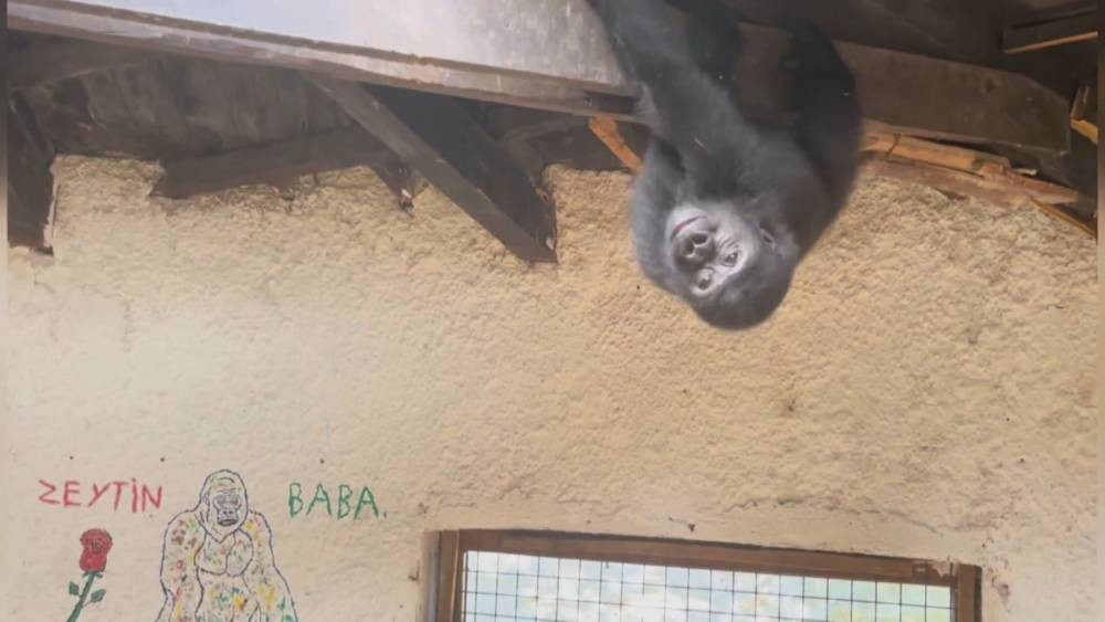 Geri dönüş yolculuğu başlıyor! THY uçağıyla özel kafeste götürülecek