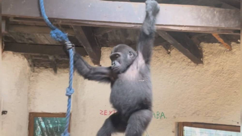 Geri dönüş yolculuğu başlıyor! THY uçağıyla özel kafeste götürülecek