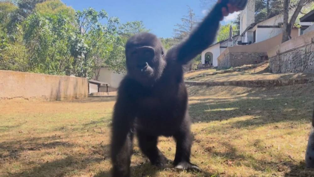 Geri dönüş yolculuğu başlıyor! THY uçağıyla özel kafeste götürülecek