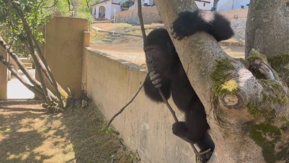 Geri dönüş yolculuğu başlıyor! THY uçağıyla özel kafeste götürülecek