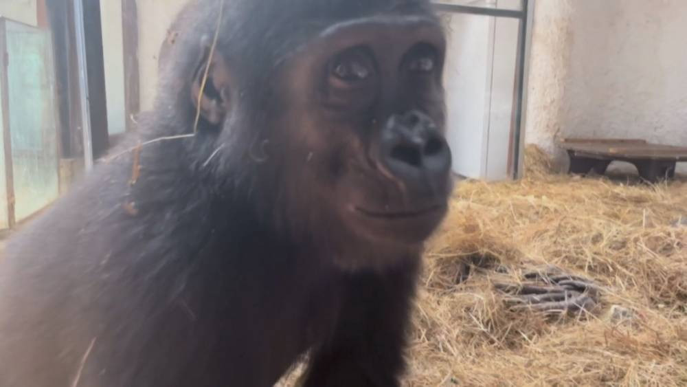 Geri dönüş yolculuğu başlıyor! THY uçağıyla özel kafeste götürülecek