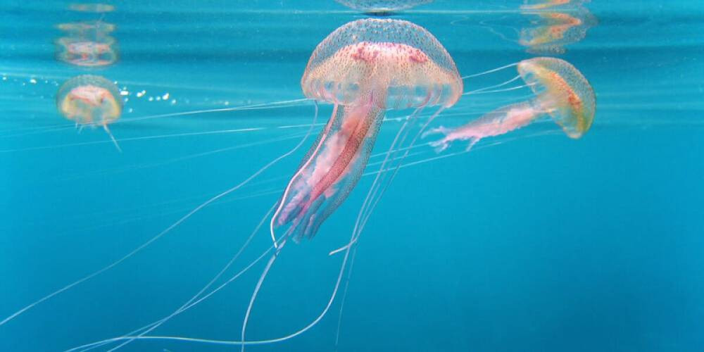 Nükleer santralde denizanası krizi: Üretim durdu!