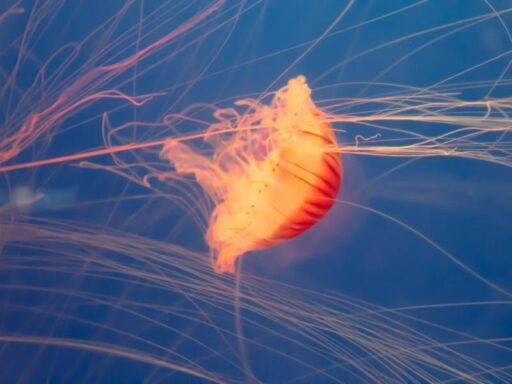 Nükleer santralde denizanası krizi: Üretim durdu!