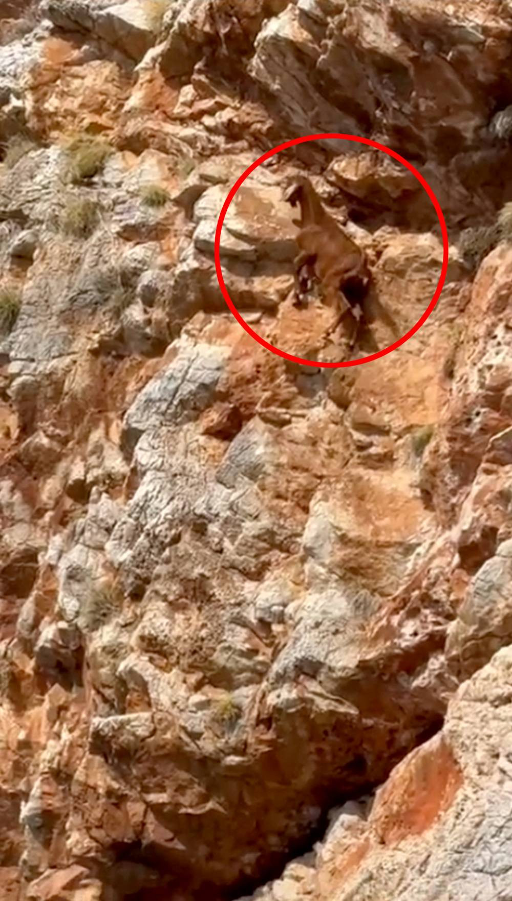 Sarp kayalıklarda keçi kurtarma operasyonu