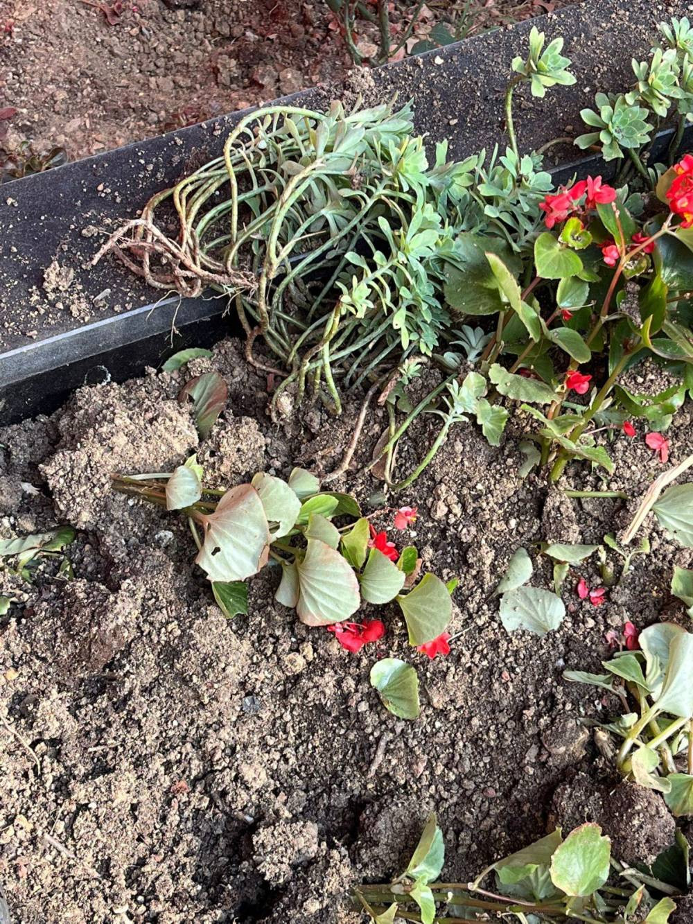 Şehit mezarına bunu da yaptılar! Senin hiç vicdanın yok mu?