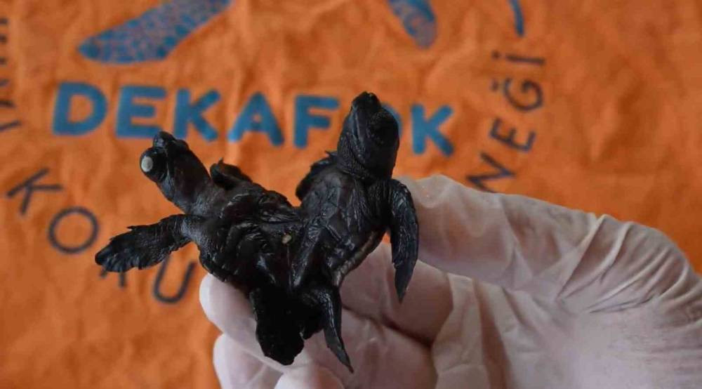 Caretta Caretta’da ender olay! Manavgat'ta Siyam ikizi yavru bulundu