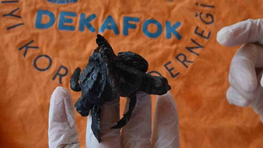 Caretta Caretta’da ender olay! Manavgat'ta Siyam ikizi yavru bulundu