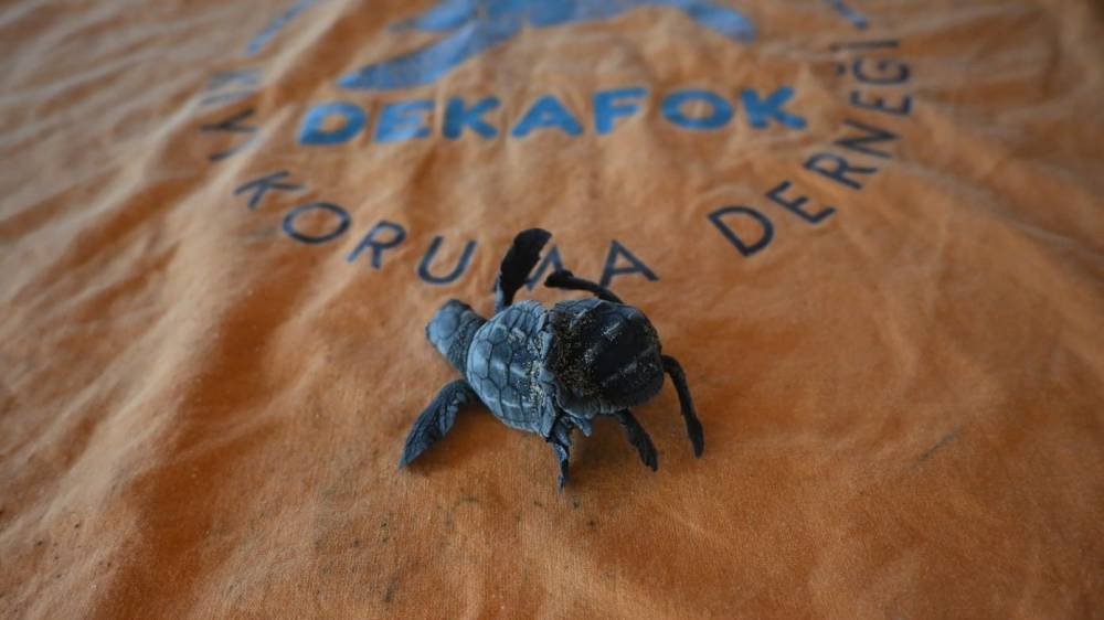 Caretta Caretta’da ender olay! Manavgat'ta Siyam ikizi yavru bulundu